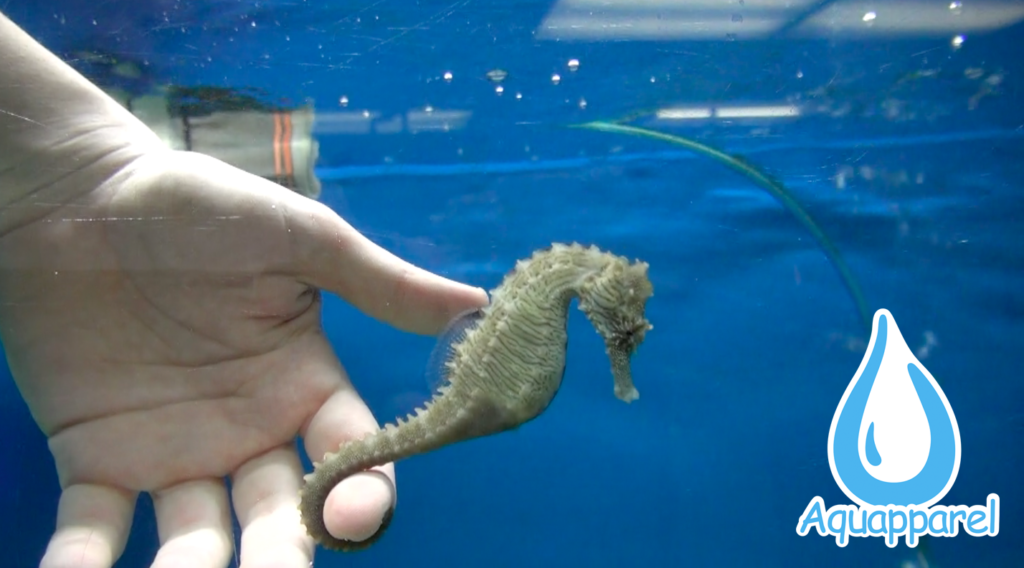 How 5 Star “Seahorse Hotels” are Helping Save the Seahorse ...