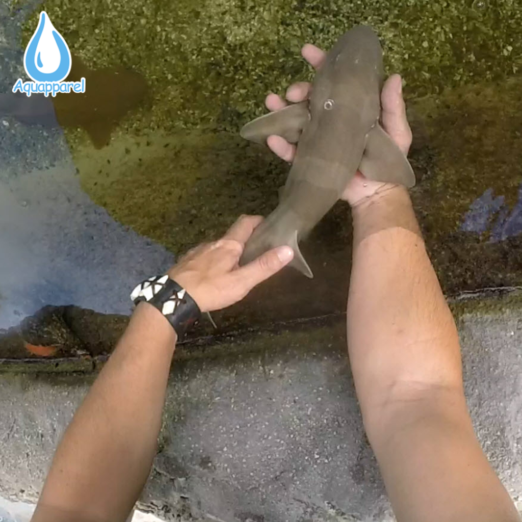 11 Facts About The Brown Banded Bamboo Shark Aquapparel