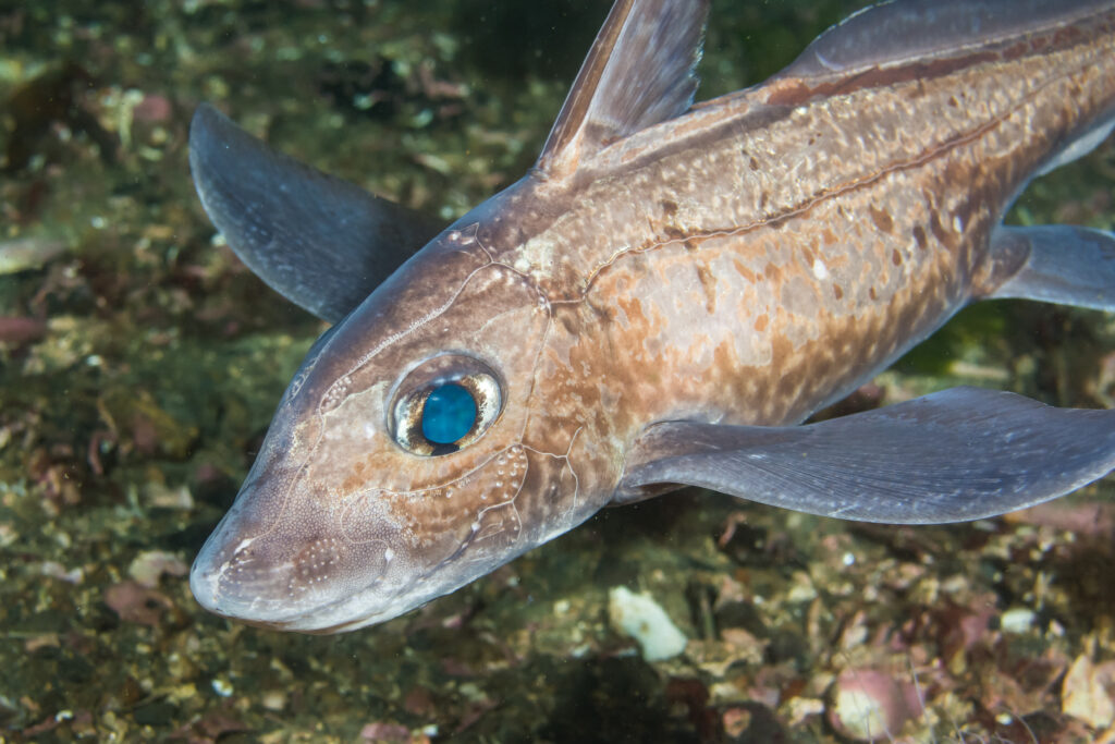 VIDEO: The Amazing “Ghost Shark” - Aquapparel