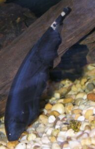 7 Facts About the Black Ghost Knifefish - Aquapparel