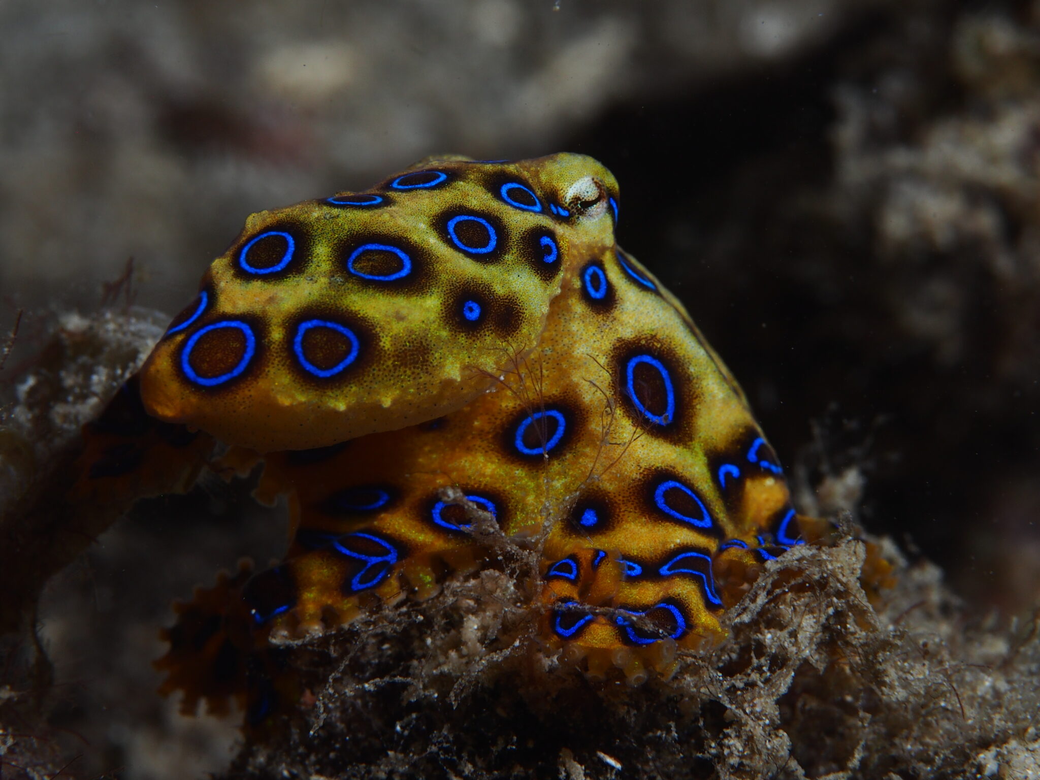 7 Facts About The Blue Ringed Octopus Aquapparel