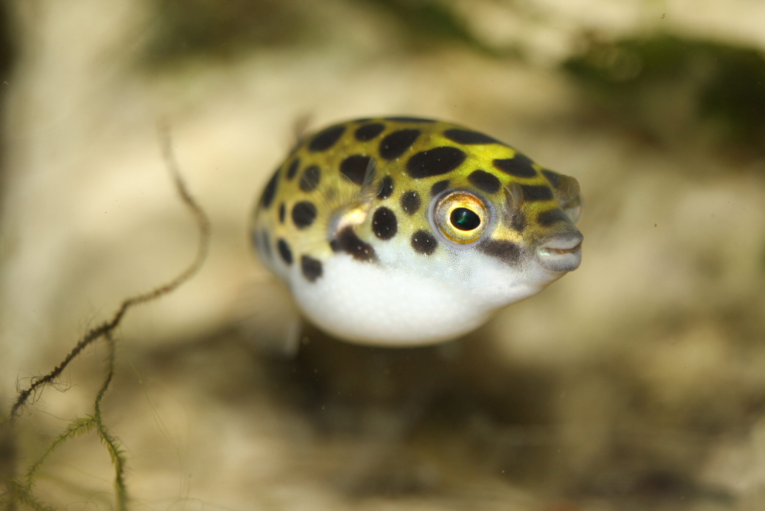 8 Facts About The Indian Dwarf Puffer Fish - Aquapparel