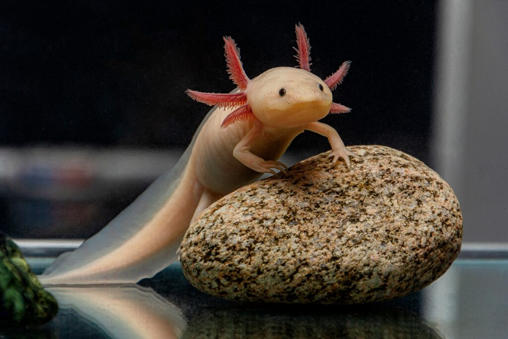 Mexican sales walking salamander