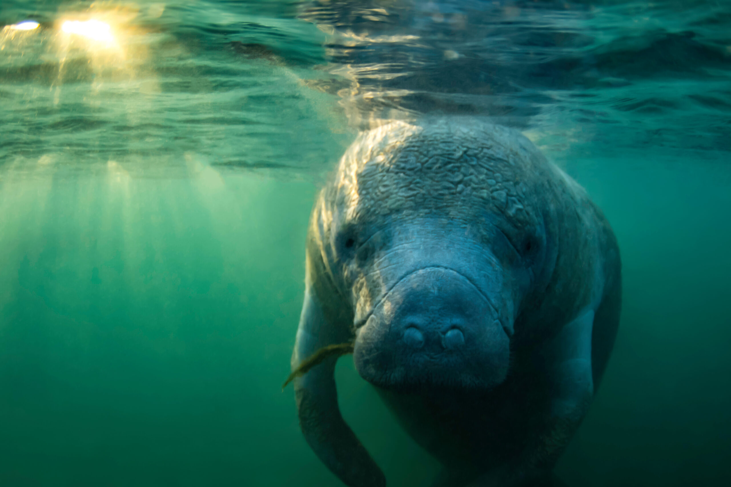 What Does “Fertilizer Free for Manatees” Mean? - Aquapparel
